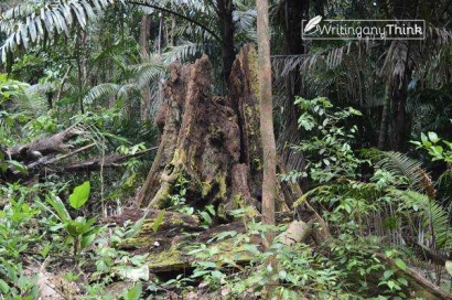 Dilematika Konservasi Hutan dan Ketahanan Pangan