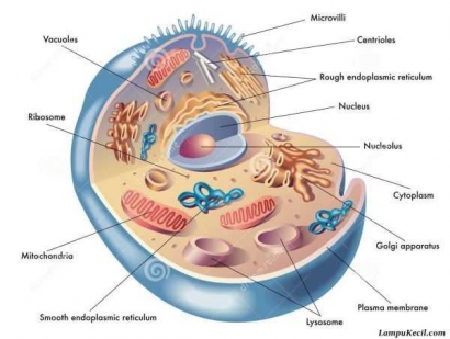 Asal Mula Mitokondria Manusia