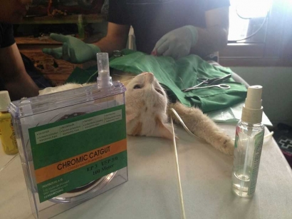 Pengalaman Pertama Menyaksikan Proses Sterilisasi Kucing