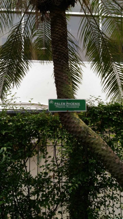 Kesalahan Umum Penulisan Nama Latin Pohon di Gedung-Gedung