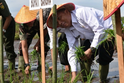 Bupati Bangka Pimpin Tanam Padi 46 Hektar di Banyu Asin