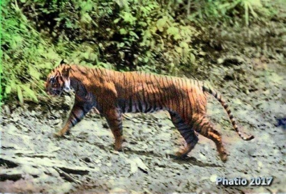 Harimau Jawa itu Bernama Panthera Tigris Siliwangiensis