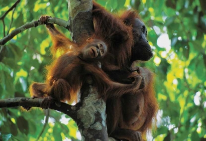 Ternyata Orangutan Memiliki Budaya Lho!