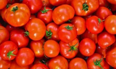 Mengenal Sejarah Panjang Tomat