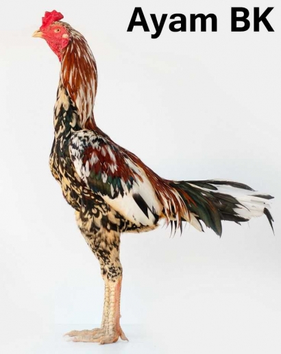 Mengenal Ayam Aduan Bangkok ( Ayam BK )