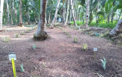 Mengintip Sekolah Lapangan, Belajar Agroforestri, Jangan Terpaku pada Satu Jenis Tanaman