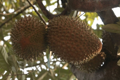 Berburu Durian Perwira di Majalengka