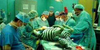 Cara Menyelamatkan Diri Saat Operasi Zebra