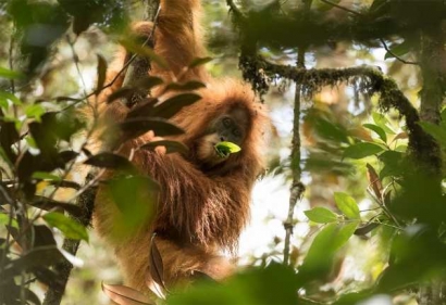 Penemuan Orangutan Tapanuli yang Menghebohkan Dunia