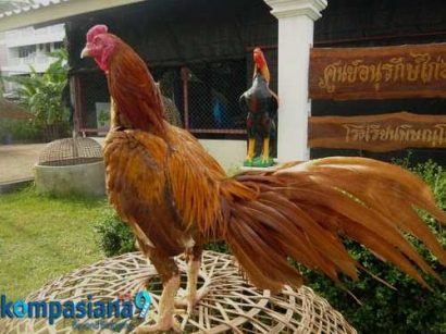 Informasi Keistimewaan Ayam Aduan Satria Sinekti