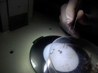 Nyamuk Aedes Aegypti Ternyata Bisa Membantu Manusia Bebas dari Virus Dengue