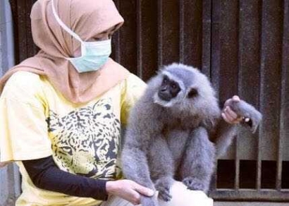 Owa Jawa, Si Primata Langka yang "Enggan" Berbagi Cinta