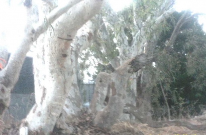 Ternyata Pohon Hantu Itu Memang Ada (Bukan Hoaks)