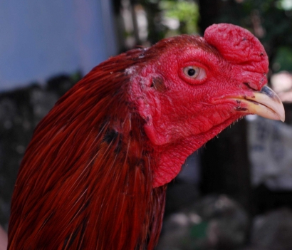 Ciri-ciri Mata Ayam Bangkok Aduan yang Bagus