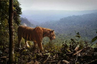 Harimau Sumatera Kini Kian Termarjinalkan