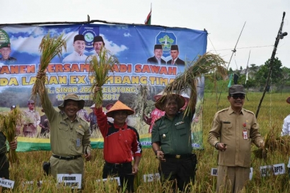 Petani Sinar Jaya Jelutung Panen Padi di Lahan Bekas Tambang Timah