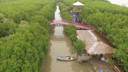 Asyiknya Menyusuri Hutan Mangrove Brebes