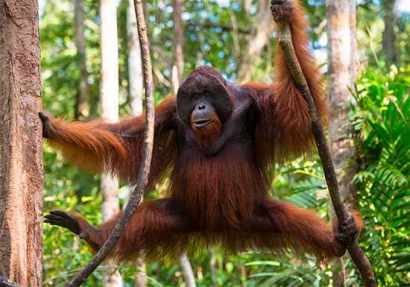 Orangutan Butuh Terlepas dari Belenggu Masa Lalu