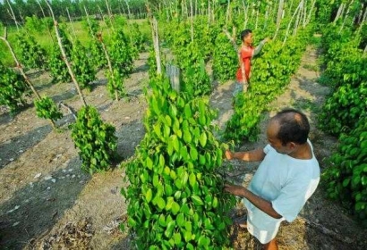 "Tiang Tajar Hidup" Meningkatkan Produktivitas Muntok White Pepper dalam Mengembangkan Industri Perkebunan Halal Bangka Belitung