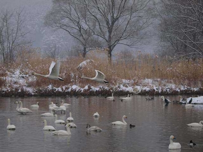 Pengalaman Melihat Lokasi Migrasi Burung Musim Dingin di Jepang