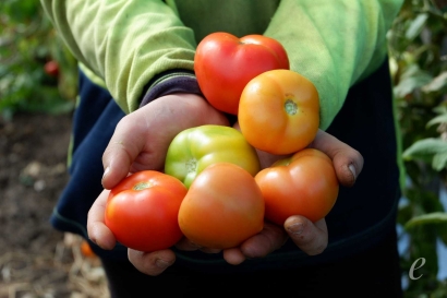 Benarkah Pemetik Tomat Digaji 60 Juta? Ini Pengalaman Saya