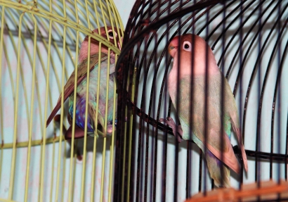 Nyanyian Burung "Love Bird" Disukai Pejabat, Maharnya Ratusan Juta