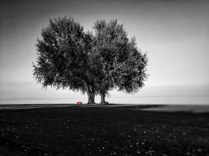 Puisi | Karena Pohon Tak Meminta