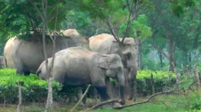 Pelajaran dari Konflik Gajah vs Manusia di India