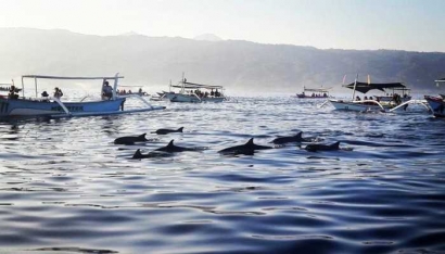 Bercengkrama bersama Lumba lumba saat menikmati paket honeymoon di Bali