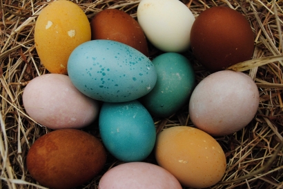 Mengapa Telur Ayam Berwarna-warni?