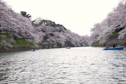 Awal Musim Semi dan Mekarnya Bunga Sakura di Jepang