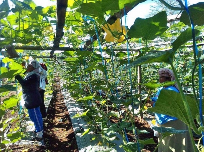 Balai Diklat Pertanian Aceh Akan Jadi Pusat Pelatihan Pertanian Organik