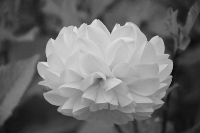 Cerpen | Bunga Tujuh Helai dengan Tujuh Pesan Berwarna