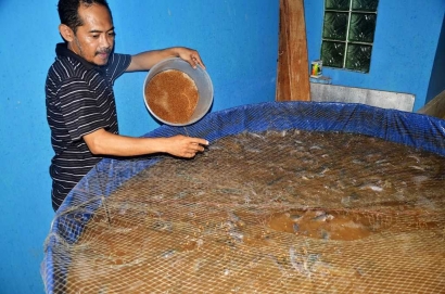 Bioflok, Budidaya Ikan di Lahan Terbatas