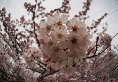 Bunga Sakura sebagai Cerminan Siklus Hidup Manusia
