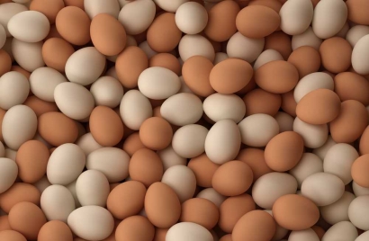 Telur Ayam Palsu, Bagaimana Mungkin Ada?