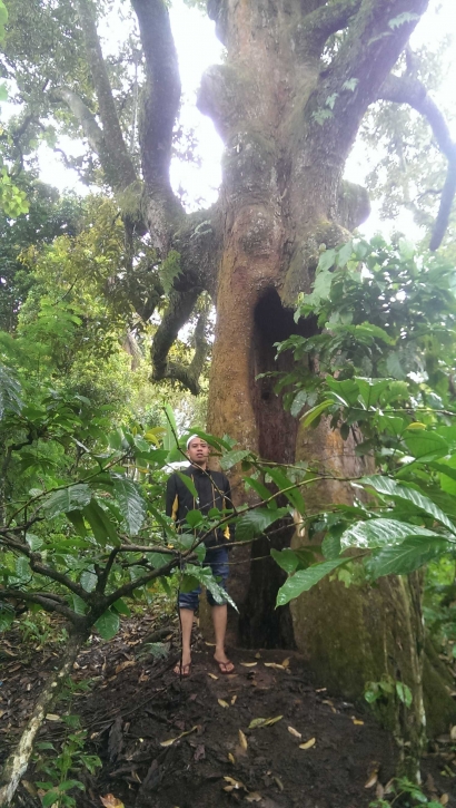 Pohon Durian Gencono Tertua di Kabupaten Lumajang