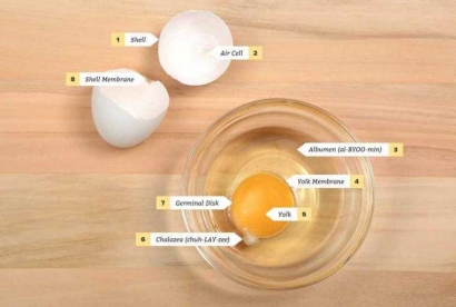 Kenali Sifat Telur yang Baik Kondisinya