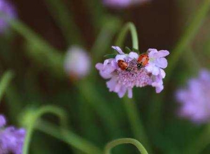 Sepasang Kumbang Menanti Senja