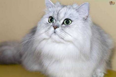 Merawat Kucing Persia Butuh Perawatan Multitalenta