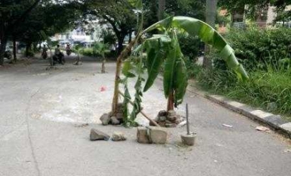 Tanam Pohon Pisang di Tengah Jalan, Demo Kreatif Lawan Pengembang Nakal