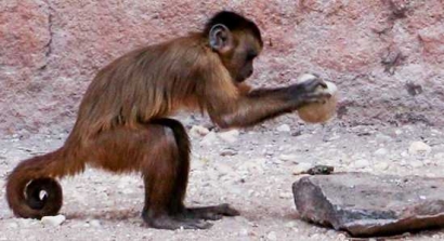 Monyet Dapat Menciptakan Peralatan Batu