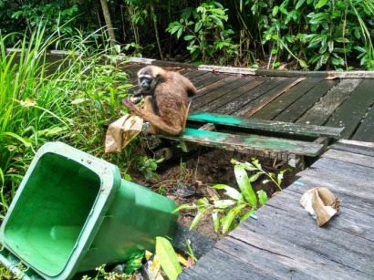 Alasan di Balik Larangan Pengunjung Memberi Makan Satwa di Hutan Kota Ketapang
