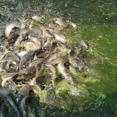 Cara Mengobati Ikan Lele yang Terkena Penyakit Moncong Putih