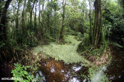 Ayo Pantau Keberlanjutan Lahan Ex-Konversi Hutan Gambut (langkah preventif meredam laju deforestasi, melestarikan biodiversitas dan menjaga cadangan karbon)