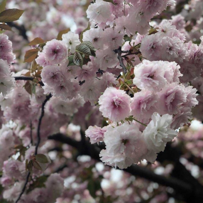 Membawa Pulang Bunga Sakura