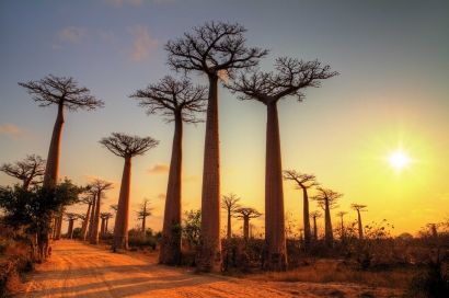 Senjakala Pohon Tertua di Afrika, Baby Baobab
