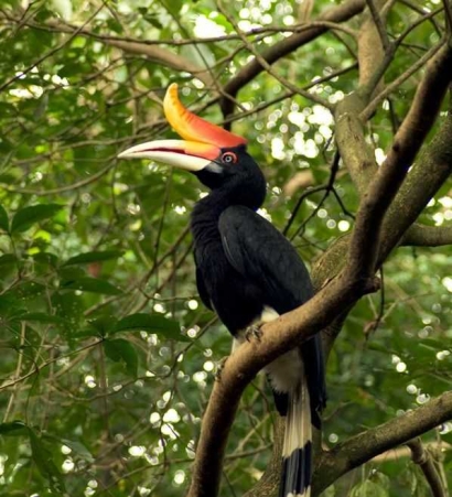 Burung Enggang, Si Petani Hutan yang Tak Kenal Pamrih