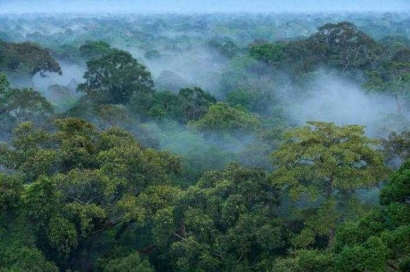 Hutan Sudah Pasti Terdiri dari Pepohonan, tetapi Pohon Belum Tentu Hutan
