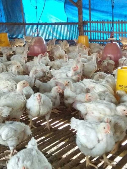Cara Meningkatkan Ketahanan Ayam